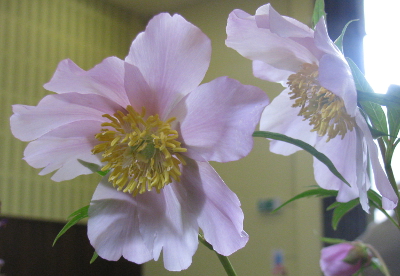 Paeonia anomola 373/20